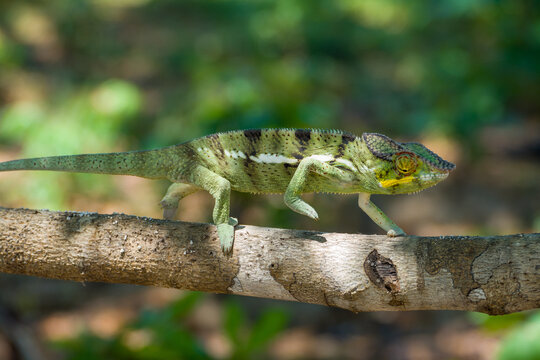 Panther Chameleon on a tree (Furcifer pardalis) in Ankarana National Parc Madagascar - close-up, portrait	
