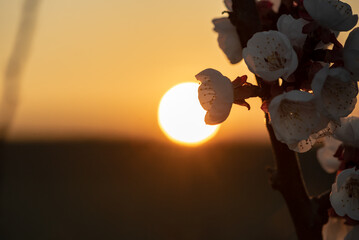 Close up of a white red apricot blossom on a branch with the setting sun in the background. The flower in the middle of the picture rises up into the round, bright sun. The round sun in the middle