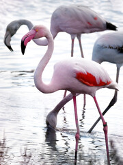 Pink Flamingos walk in  alake