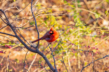 Close up shot of cute Northern cardinal