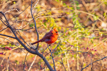 Close up shot of cute Northern cardinal