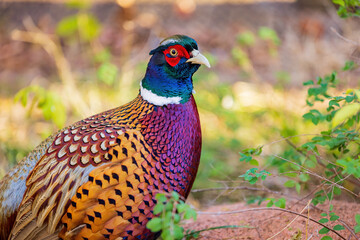 Close up shot of male Ring Necked Pheasant