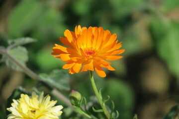 Calendula