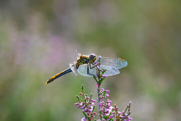 A dragonfly perched on a blossoming heather branch 
