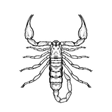Scorpion. Vector illustration in cartoon style on a white background.