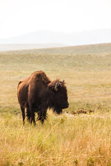 South Dakota buffalo 