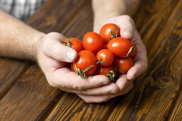 Male hands hold small ripe tomatoes over a wooden table. Close-up.