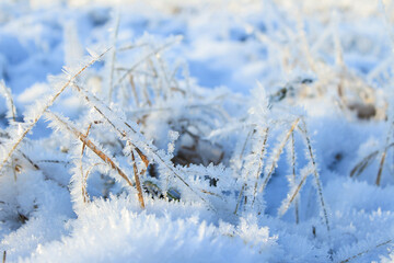 Frozen plants in the first morning frost, early autumn morning. Close-up.