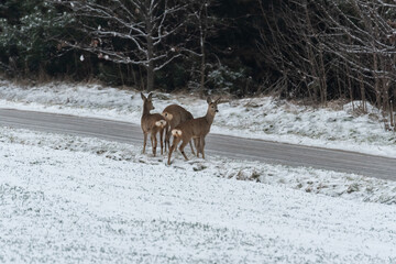 Roe deer by the road. Wild animals and danger on the road. Winter landscape with snow on the field.