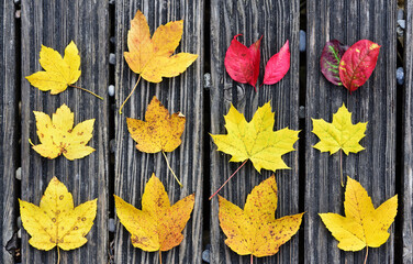 Close-up on several autumn leaves lying on a wooden background, photographed from above, in autumn