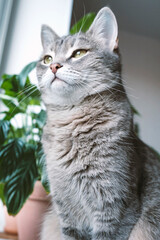An adult gray cat sits on the windowsill in the apartment against the background of green indoor flowers. Cat in the home interior