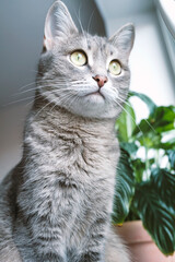 An adult gray cat sits on the windowsill in the apartment against the background of green indoor flowers. Cat in the home interior