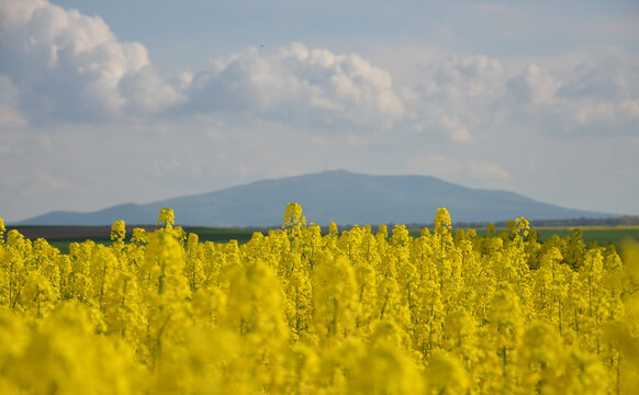 yellow rape field. in the distance a mountain in the blue sky