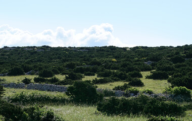 Wild rural landscape with green Mediterranean bushes and grasses