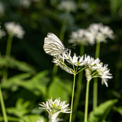 white butterfly on a flower