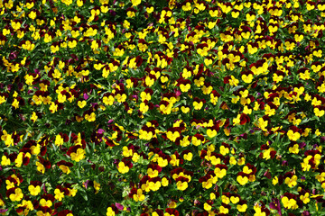 Pansy flower field that fills the screen