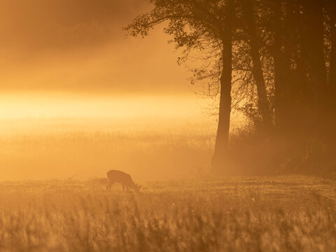 misty morning sunrise