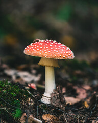 fly agaric mushroom