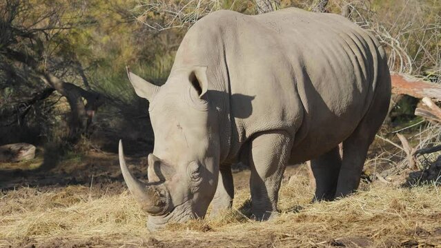 The white rhinoceros or square-lipped rhinoceros (Ceratotherium simum) is the largest extant species of rhinoceros.