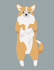 Welsh Corgi lies on its back. Cute pet in cartoon style
