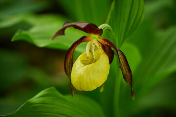 Lady's-slipper (Cypripedium calceolus) Yellow with red petals
