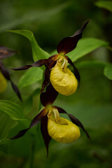 Lady's-slipper (Cypripedium calceolus) Yellow with red petals