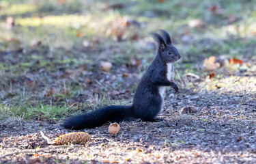Eichhörnchen