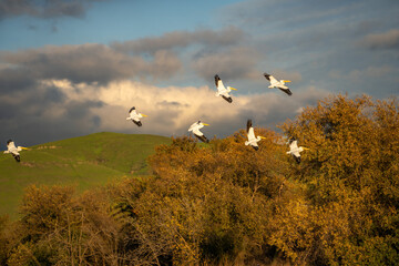 Flock of White American Pelicans in the sky at sunset