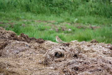 skylark (Alauda arvensis) feeding amongst the remains of a broken hay bale