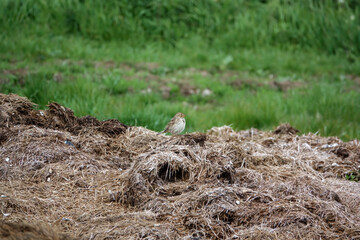 skylark (Alauda arvensis) feeding amongst the remains of a broken hay bale