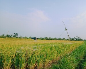 Fototapeta na wymiar windmill in the field