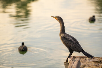 Double-crested cormorant (phalacrocorax auritus) stands on a boat dock. 