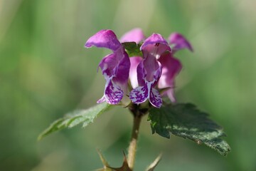Lamium maculatum