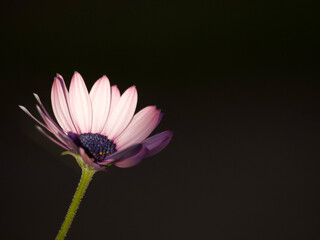 pink flower on black