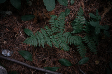 Beautiful forest full of imagination 