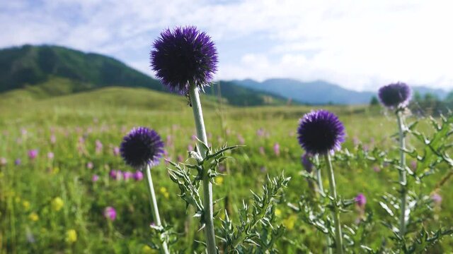 Globe thistle (Echinops setifer) in meadows in the foothills of Altai