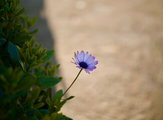  purple cape marguerite flower on a light brown background