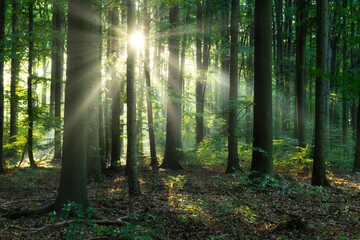 Obraz premium Beautiful sunny morning in the green forest