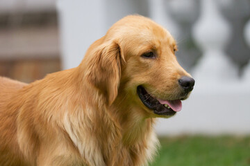 Golden retriever playing