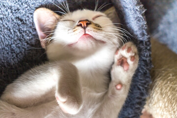 cute little white kitten lying on his blue bed taking a nap, upward position with paws tucked up