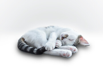 Cute white kitten taking a nap, holding her striped tail. White background
