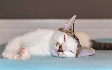 cute white kitten lying on bed napping
