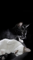 cute white kitten sleeping, next to a black cat taking care and watching over its well-being. dark background