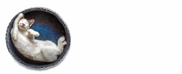 cute white kitten lying on his blue bed taking a nap, upright position with paws tucked up. white background for texts and logos