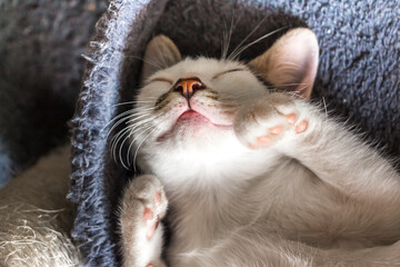 cute little white kitten lying on his blue bed taking a nap, upward position with paws tucked up