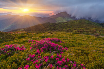 Magic pink rhododendron flowers on mountain