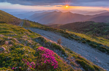 Fototapeta na wymiar Magic pink rhododendron flowers on mountain