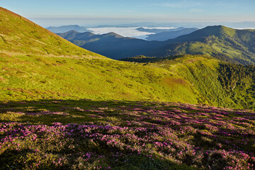 Fototapeta na wymiar Rhododendron flowers covered mountains meadow in summer time.