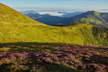 Obraz premium Rhododendron flowers covered mountains meadow in summer time.