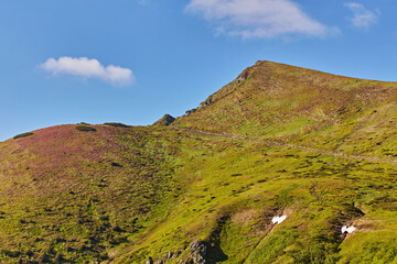 landscape in the Alps with fresh green meadows and blooming flowers and snow-capped mountain tops in the background